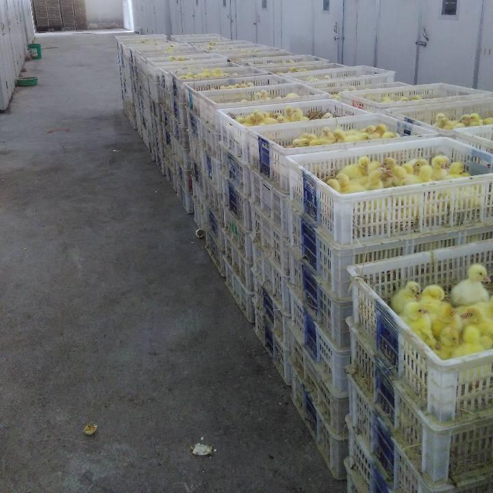 运输包活广东惠州皖杂鹅苗养殖方法组图