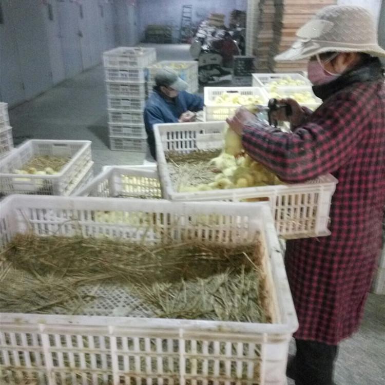 运输包活黑龙江大兴安岭鹅苗养殖方法厂家|服务为先