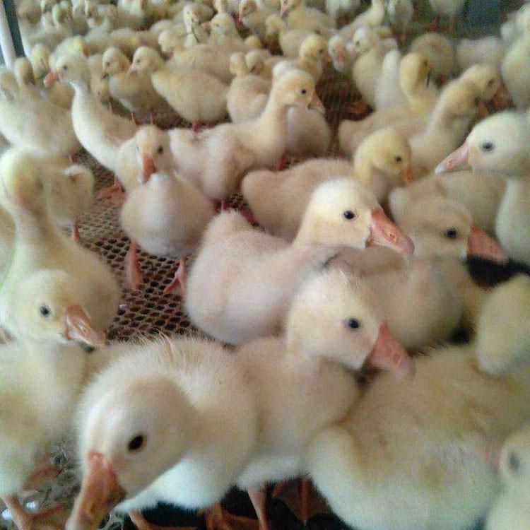 运输包活河北沧州四季鹅苗批发市场位置信息推荐