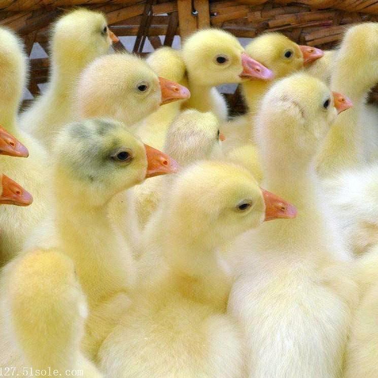 运输包活辽宁葫芦岛苗灰鹅苗孵化厂高清图