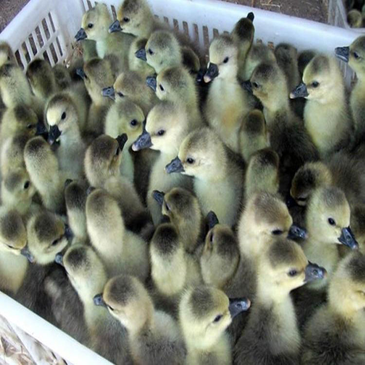 运输包活福建泉州汕头狮头鹅苗批发网|承诺守信