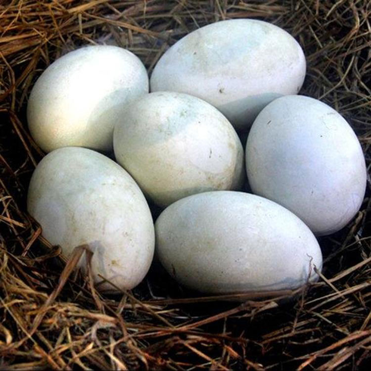 运输包活吉林白山泰州杂交鹅苗技术免费咨询