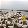 运输包活浙江金华三朵花鹅苗批发网承诺守信