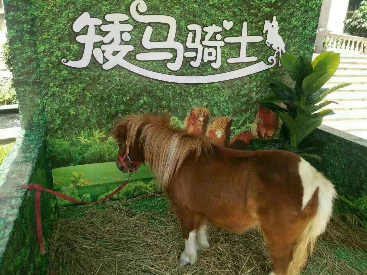 淄博
萌宠展档期多多