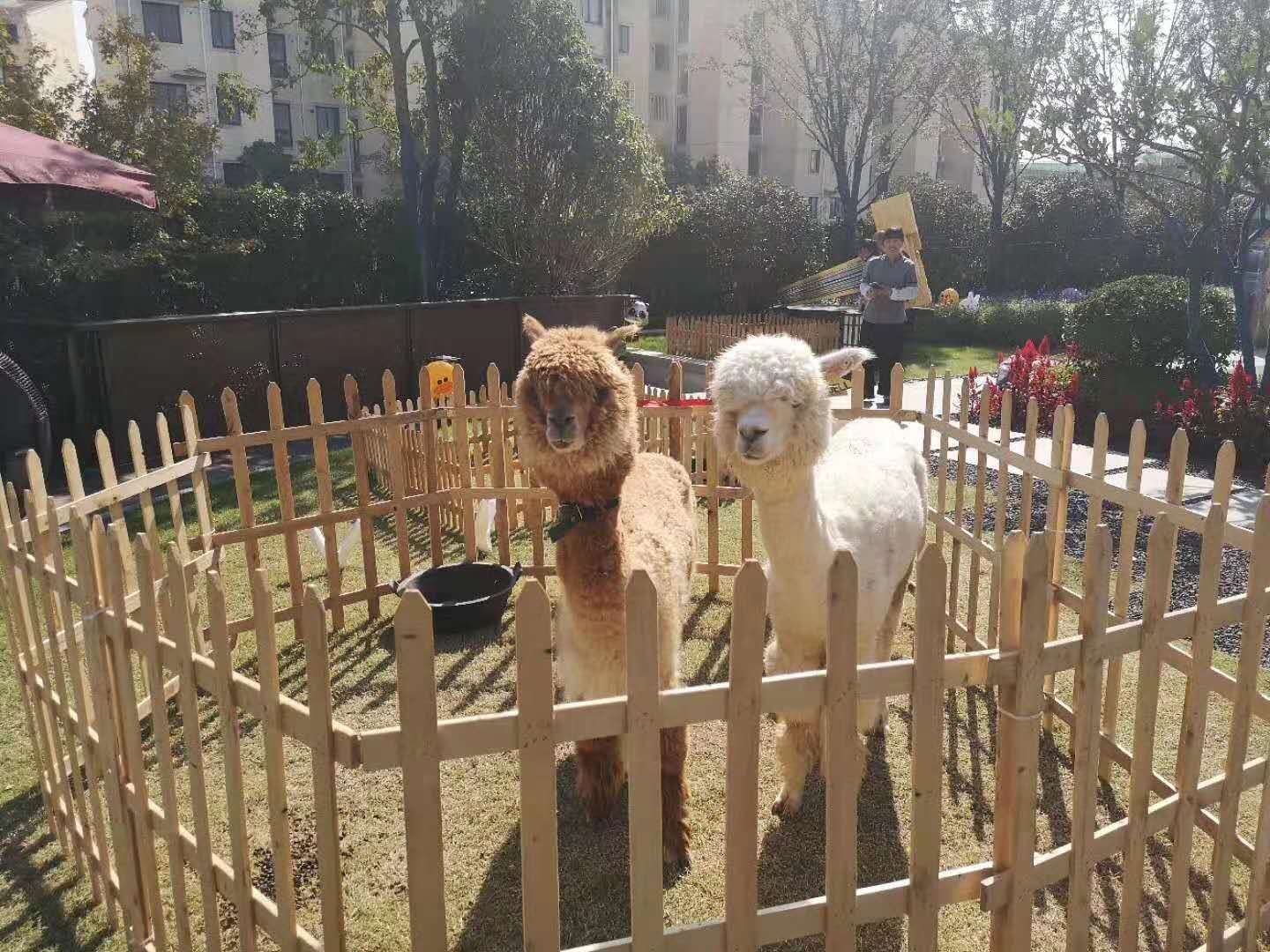 万盛区矮马租赁
价格优惠  动物租赁  海洋生物展  百鸟展