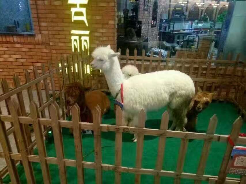 衡水 武林萌主