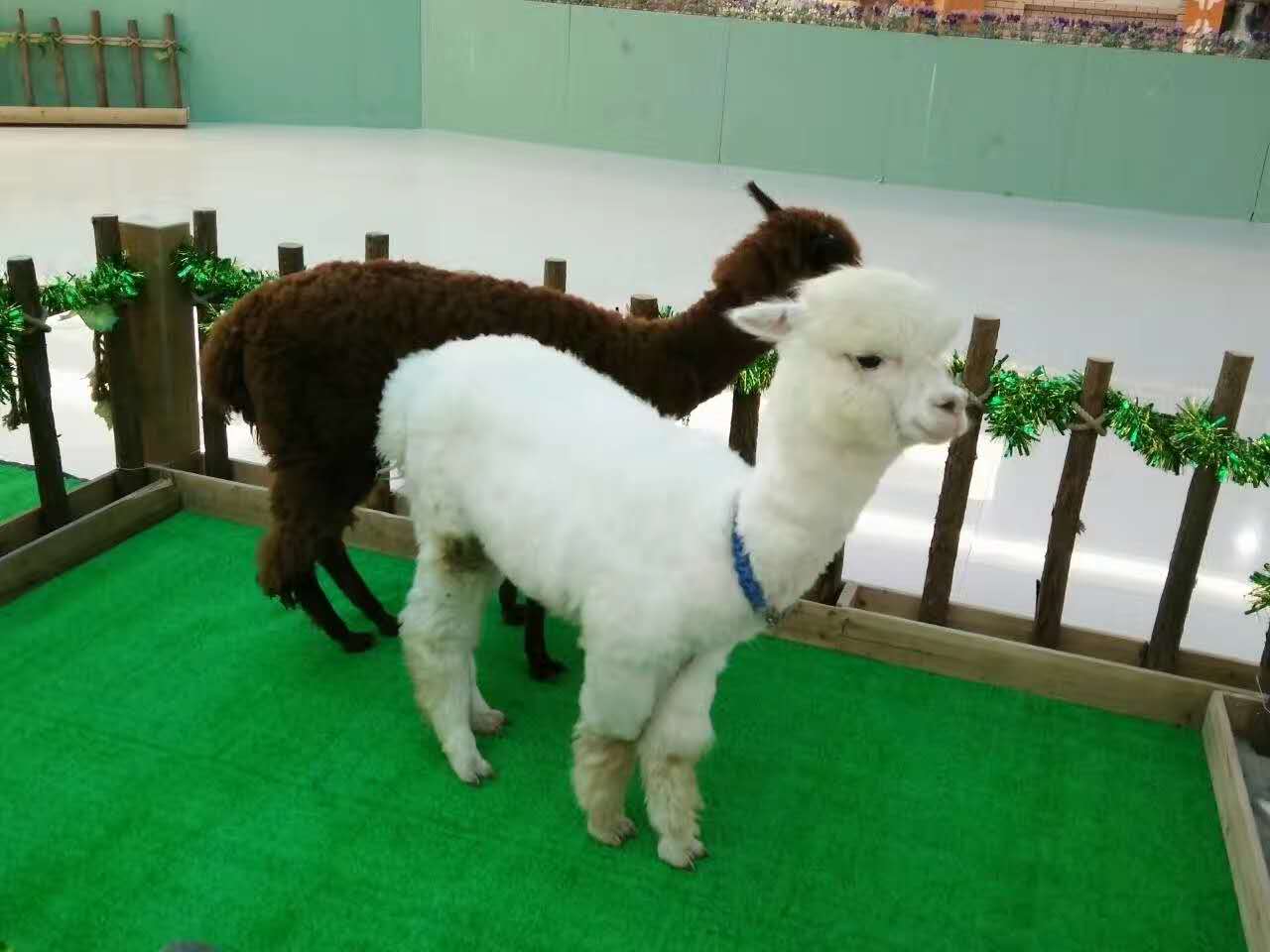 杭州海洋生物展多长时间合适  动物租赁  百鸟展