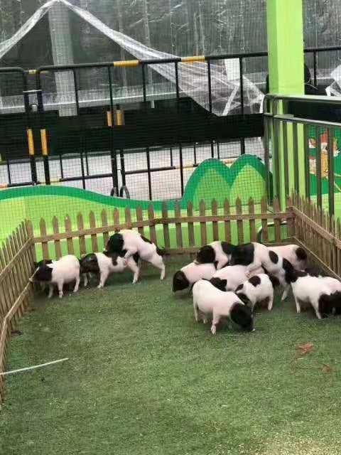 韶关羊驼租赁多长时间合适