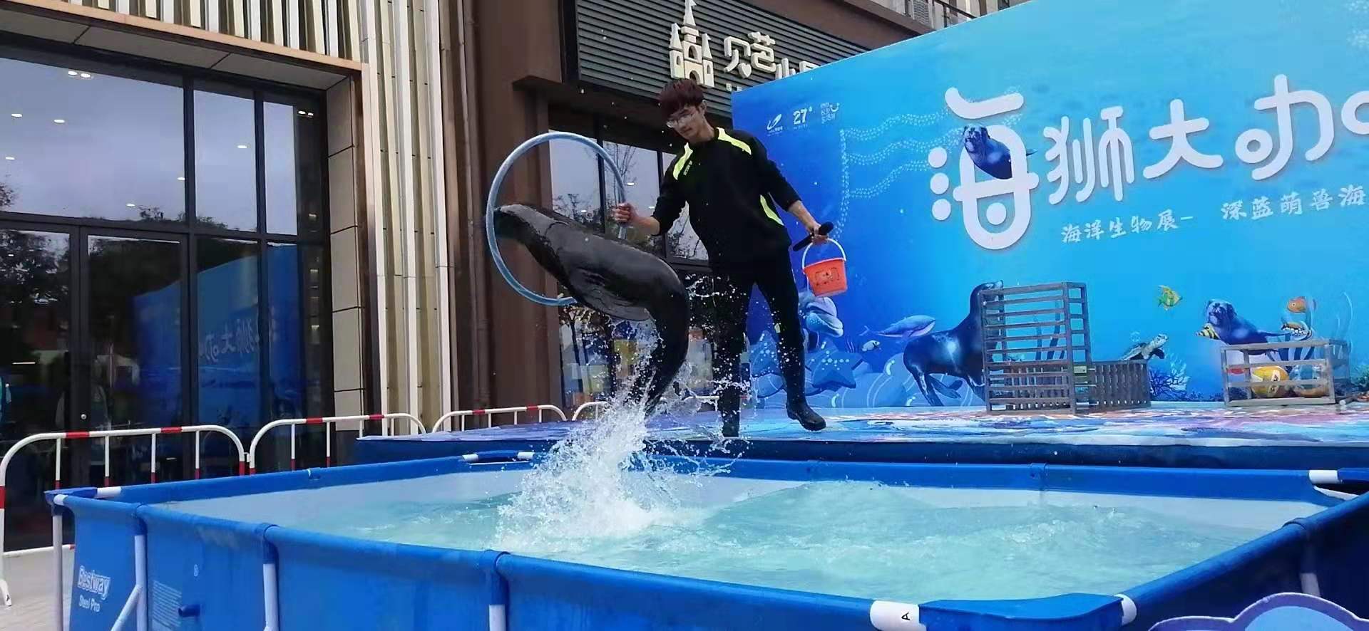 阜新海狮表演费用超低
