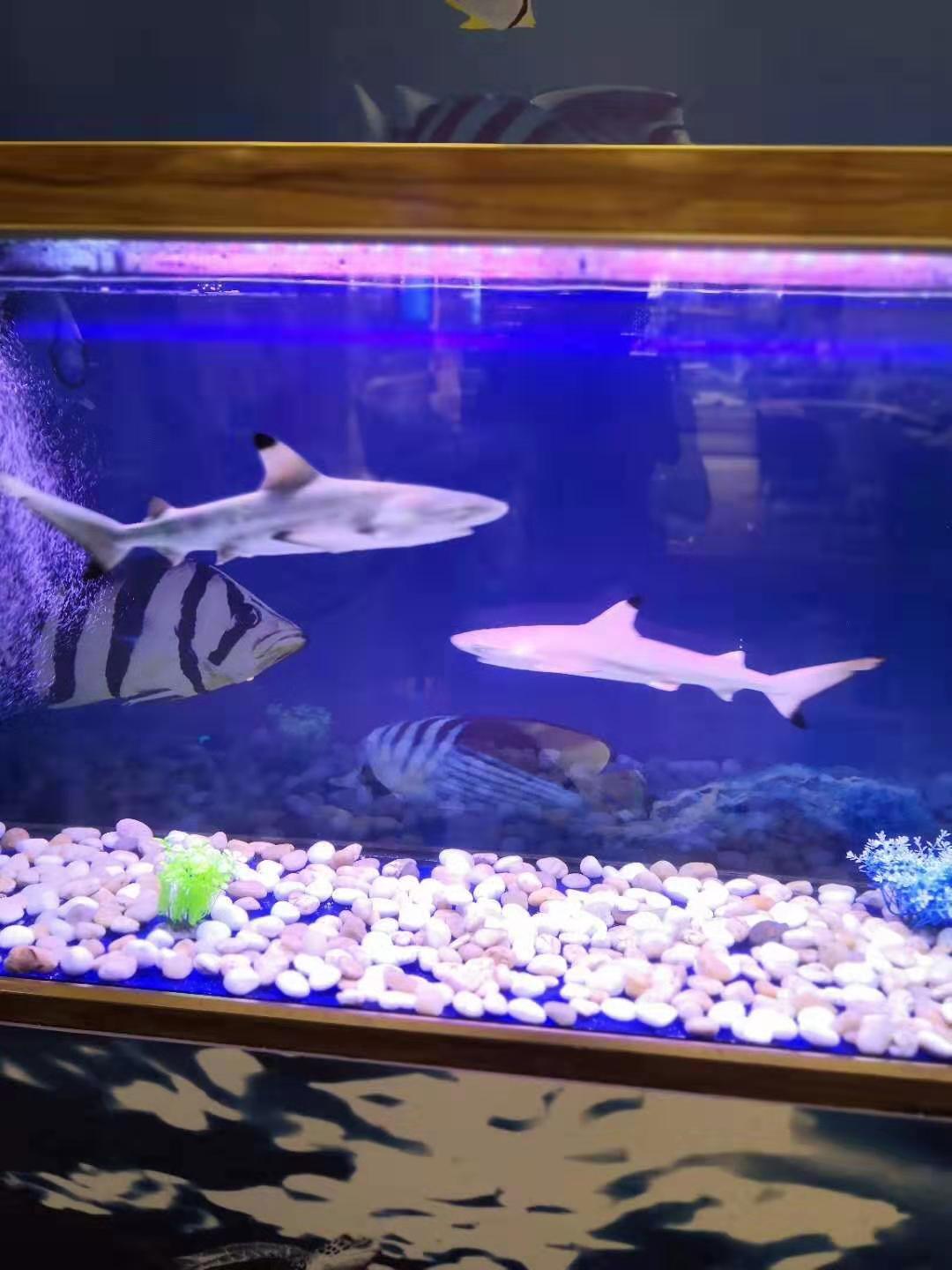 淄博
萌宠展现场效果怎么样