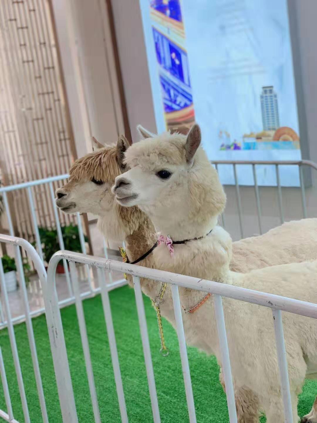 昭通 费用超低
