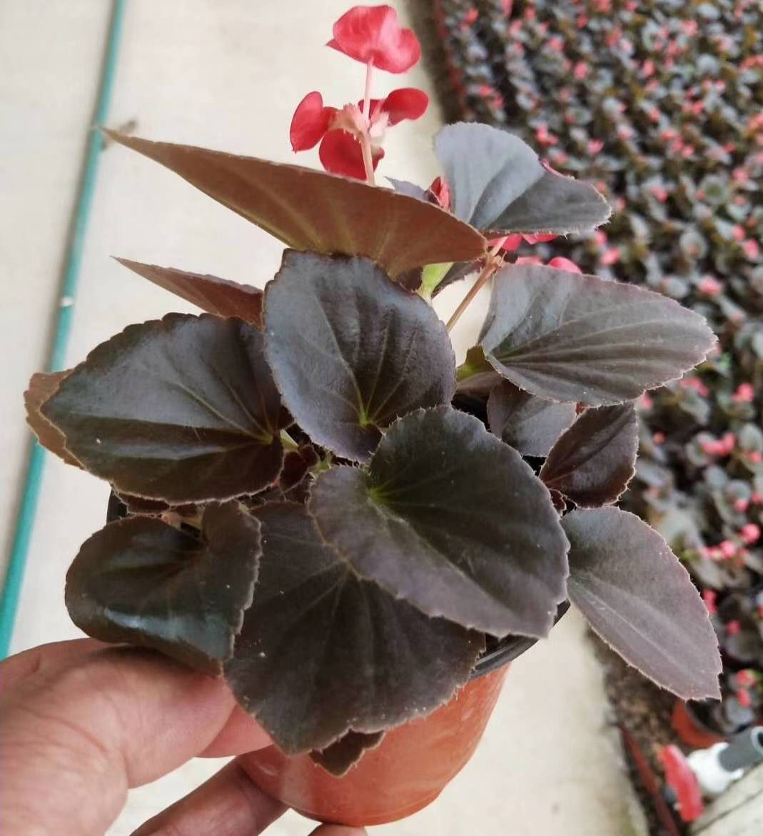 青州市佳正花卉苗木有限公司