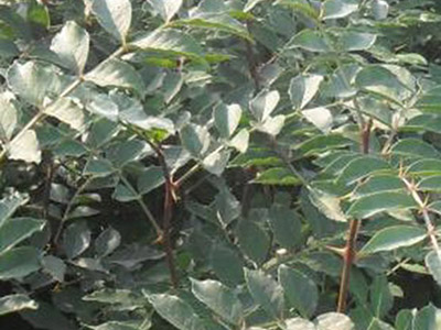 山东樱桃苗种植方法