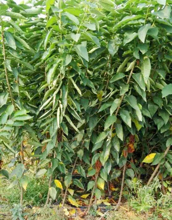 山东吉塞拉樱桃苗种植方法
