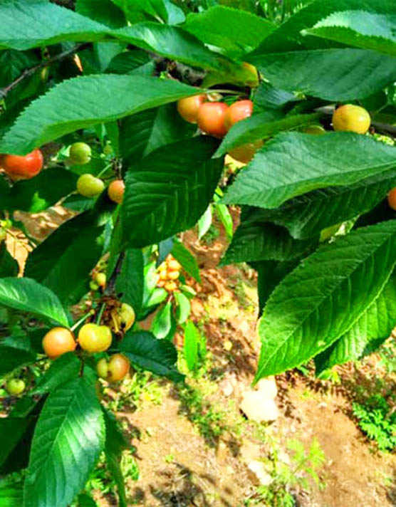 山东美早樱桃苗种植方法