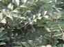 山东樱桃苗种植方法
