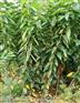 山东吉塞拉樱桃苗种植方法