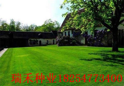 高茅草籽多少钱一斤结缕草