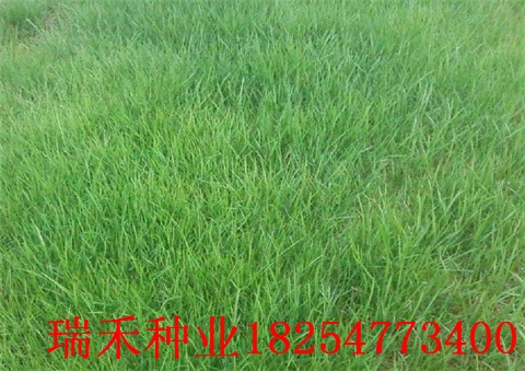绿化草皮草种子保水剂