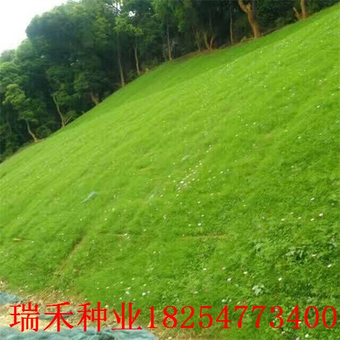 高茅草籽多少钱一斤结缕草