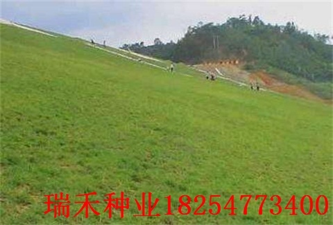 大量批发优质绿化护坡草种子狗牙根