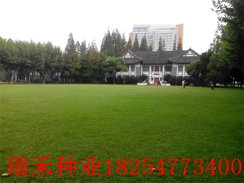 高茅草籽多少钱一斤结缕草