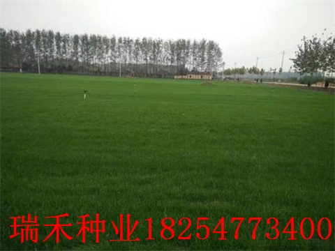 绿化草皮草种子保水剂