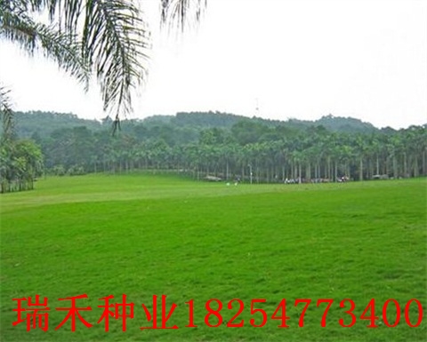 绿化草皮草种子保水剂