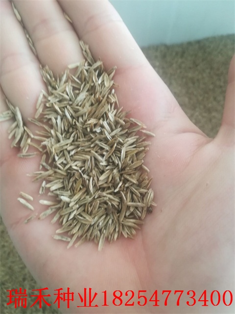 混播草籽种植百慕大