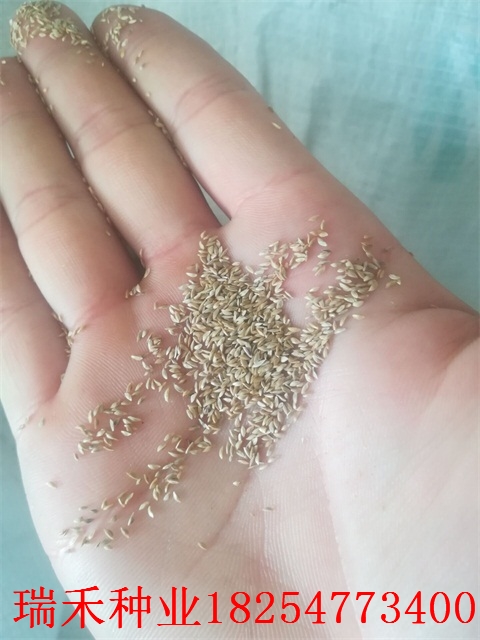 护坡草种子能混播吗粘合剂