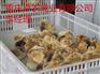 务川红羽土鸡母苗供应 青脚红羽鸡苗供应商电话