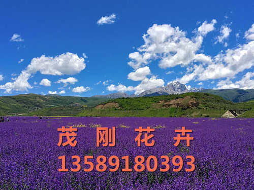 潍坊宿根地被花卉