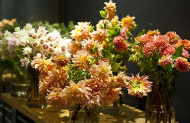 告白鲜花店 让广大合作者可以轻松开好每一家店 告白苗木 告白花卉