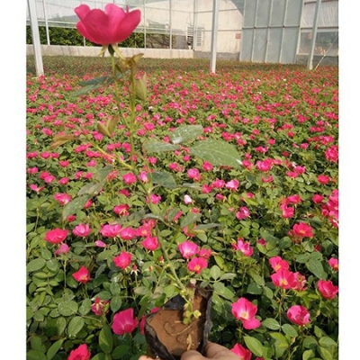 园艺花卉公司,花卉幼苗批发,花卉景观花海