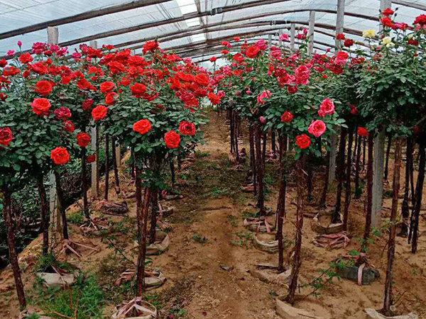 供应月季花苗,山东月季花苗,月季苗低价出售