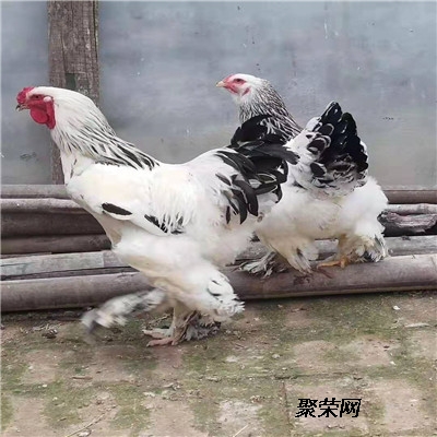 波兰鸡种鸡价格，小鸡苗疫苗齐全，青年鸡包邮到家。  白波兰鸡  红波兰鸡  罗门鸡