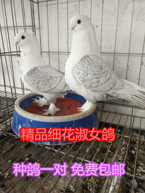 山东鸽子品种山东肉鸽养殖场，发货做疫苗  山东观赏鸽