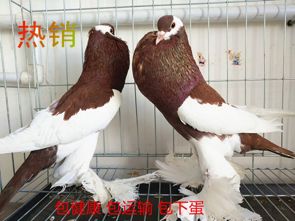 山东鸽子品种山东肉鸽养殖场，发货做疫苗  山东观赏鸽