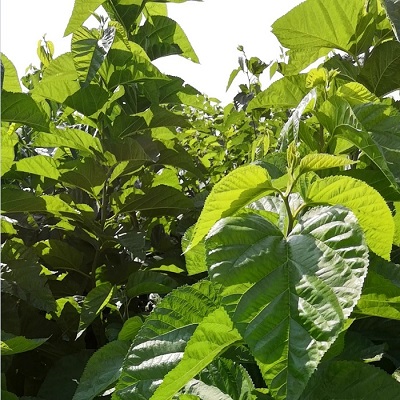 桑叶菜苗  果桑苗  桑芽菜苗  桑树苗