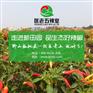 福建辣椒王香味持久，久到离谱