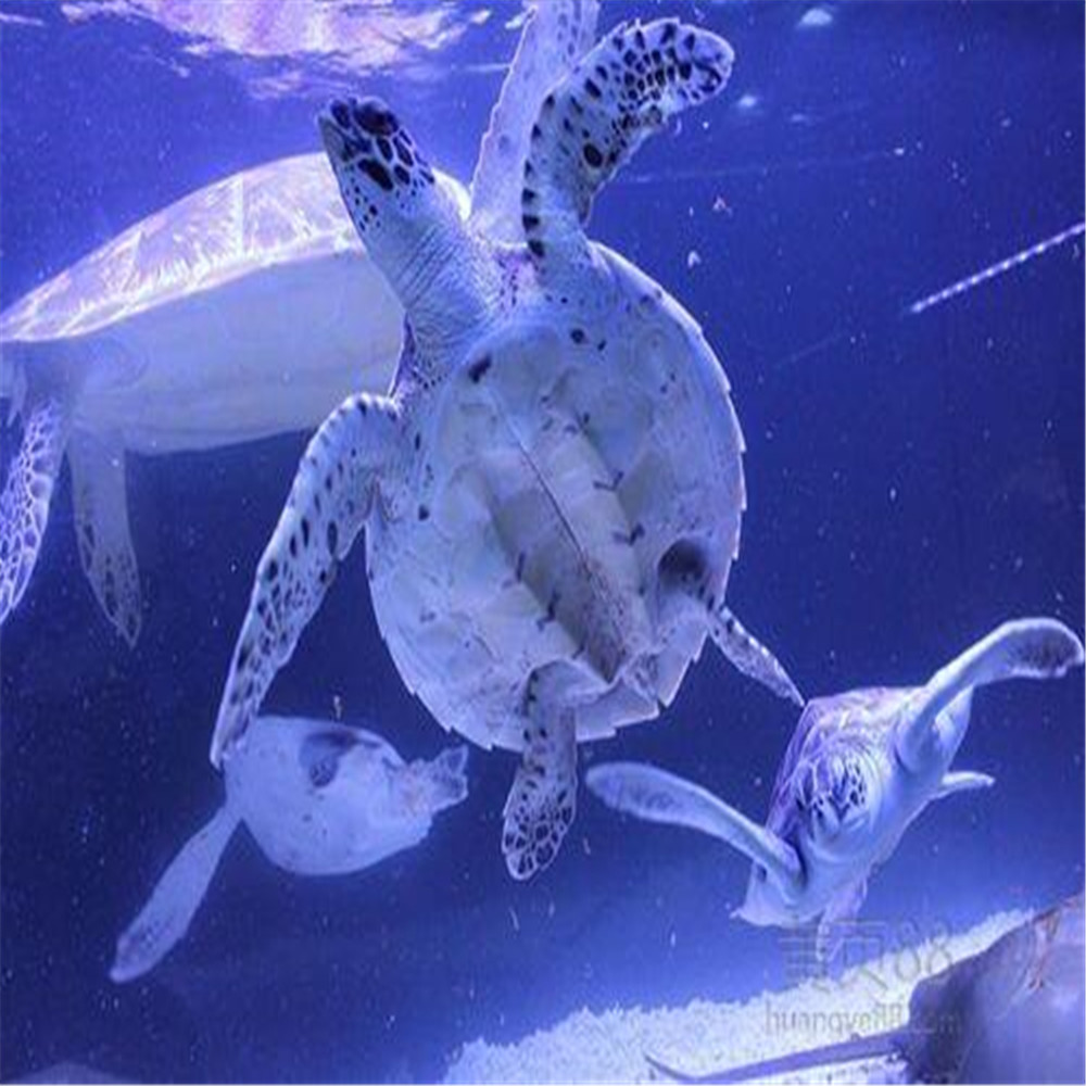 动物展览海洋生物展出租出售海狮表演活动价格  动物展览出租出售