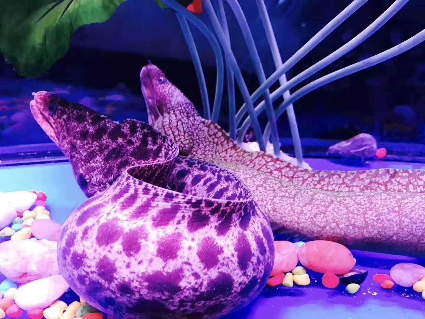 动物展览海洋生物展出租出售海狮表演活动价格  动物展览出租出售