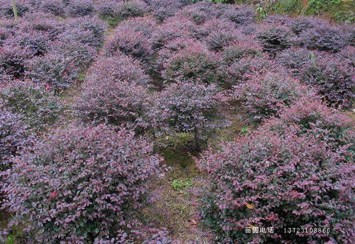 潢川红花继木苗--红花继木球基地  河南红花继木