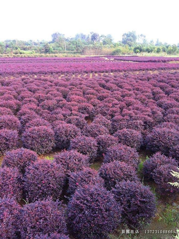 潢川红花继木苗--红花继木球基地  河南红花继木