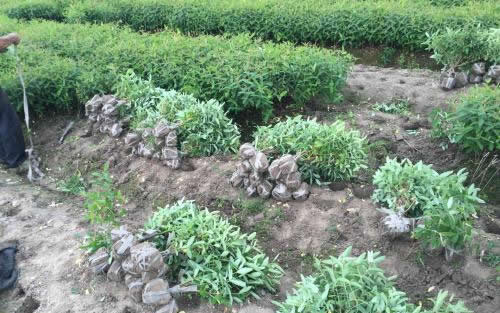 河南金丝桃苗--潢川金丝桃  金丝桃基地