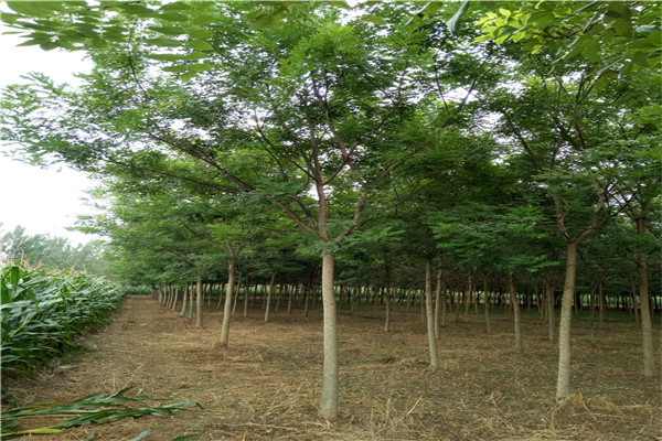 大理培育基地21公分国槐价格