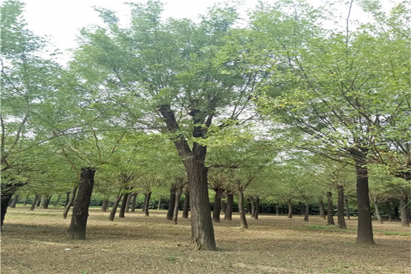 大同苗木易成活量大优惠35公分国槐价格