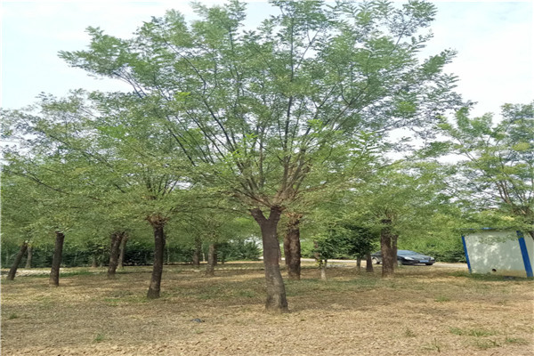 遂宁乔木基地10公分国槐价格