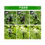 陕西苗木盆栽滴灌用地插花洒头经销商