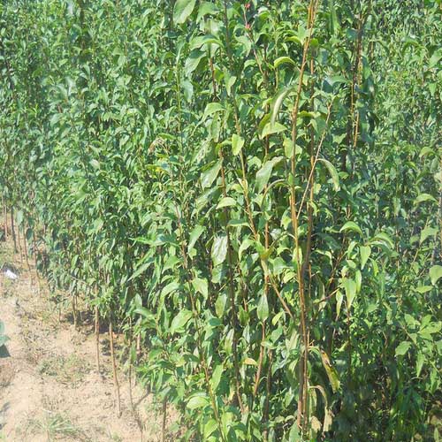 山东李子苗种植批发